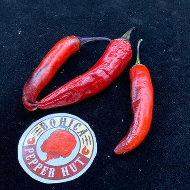 Purple Tiger x Jalapeno - Seeds - The Pepper Pantry (Formerly Marie Sharp's)